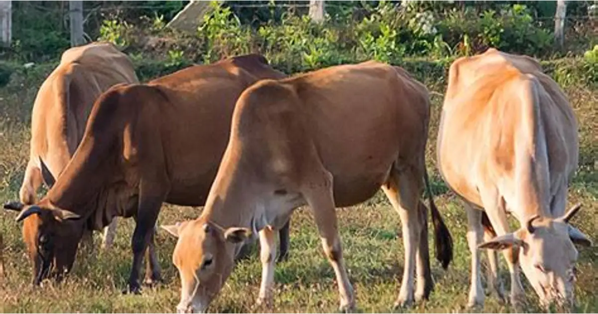 Placeholder clean cow shelter